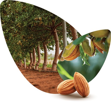 almond-board-almond-hort360